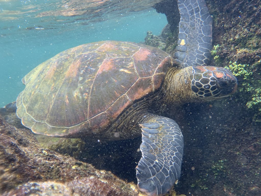 galapagos green turtle swimming