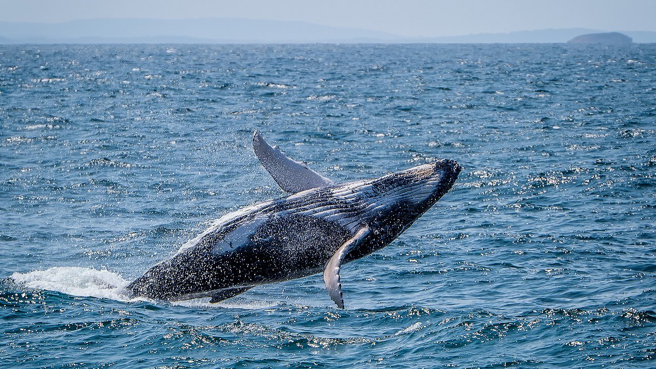 Day 5: The group will head out by boat into the Gulf of Santa Elena to observe humpback whales. Evening voluntary beach patrols and parrot research. (Photo: Paul Balfe.)