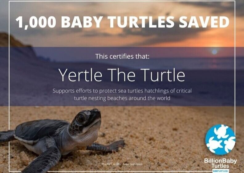 Symbolic Baby Turtle Adoptions