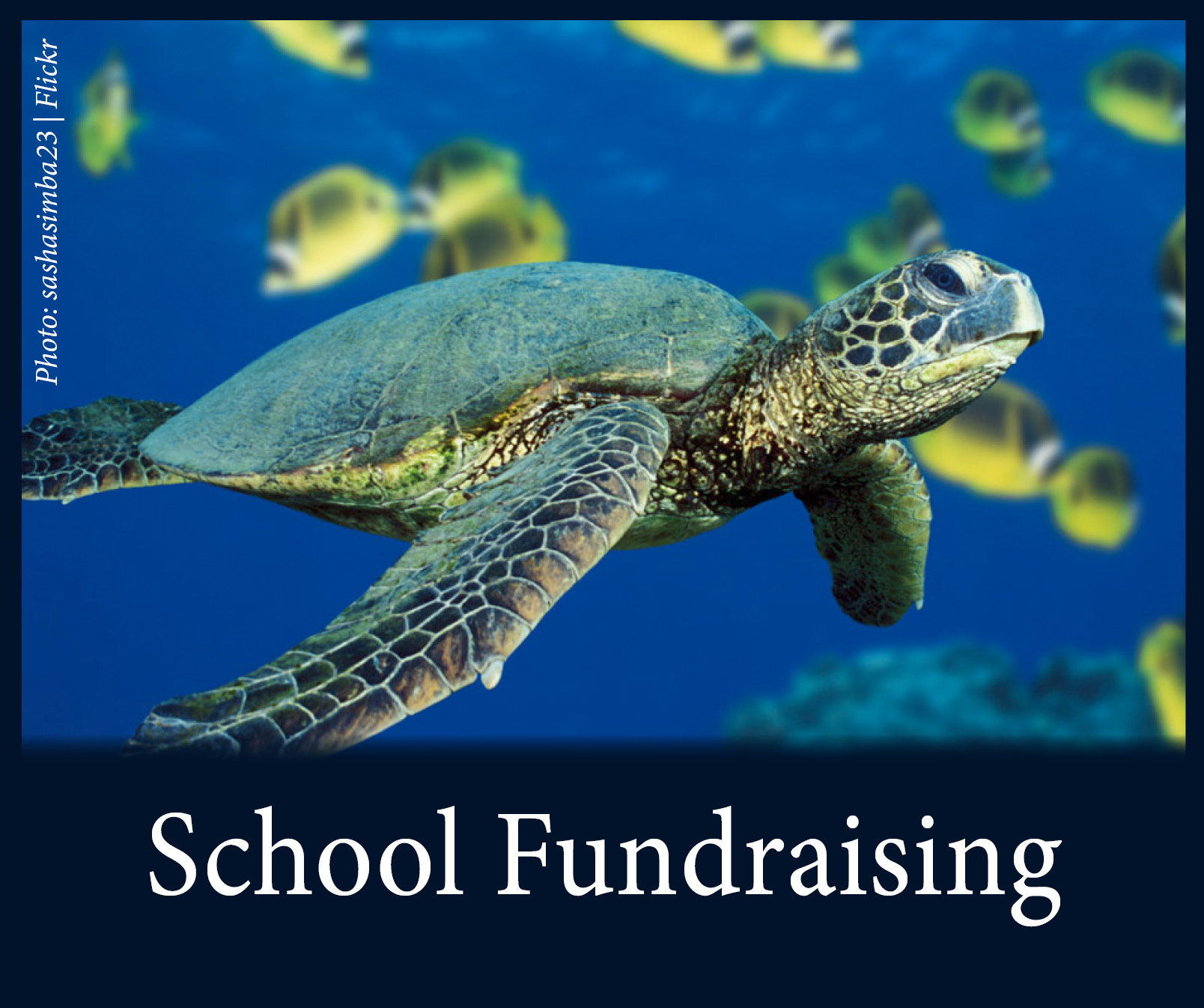 School Fundraising Button.jpg
