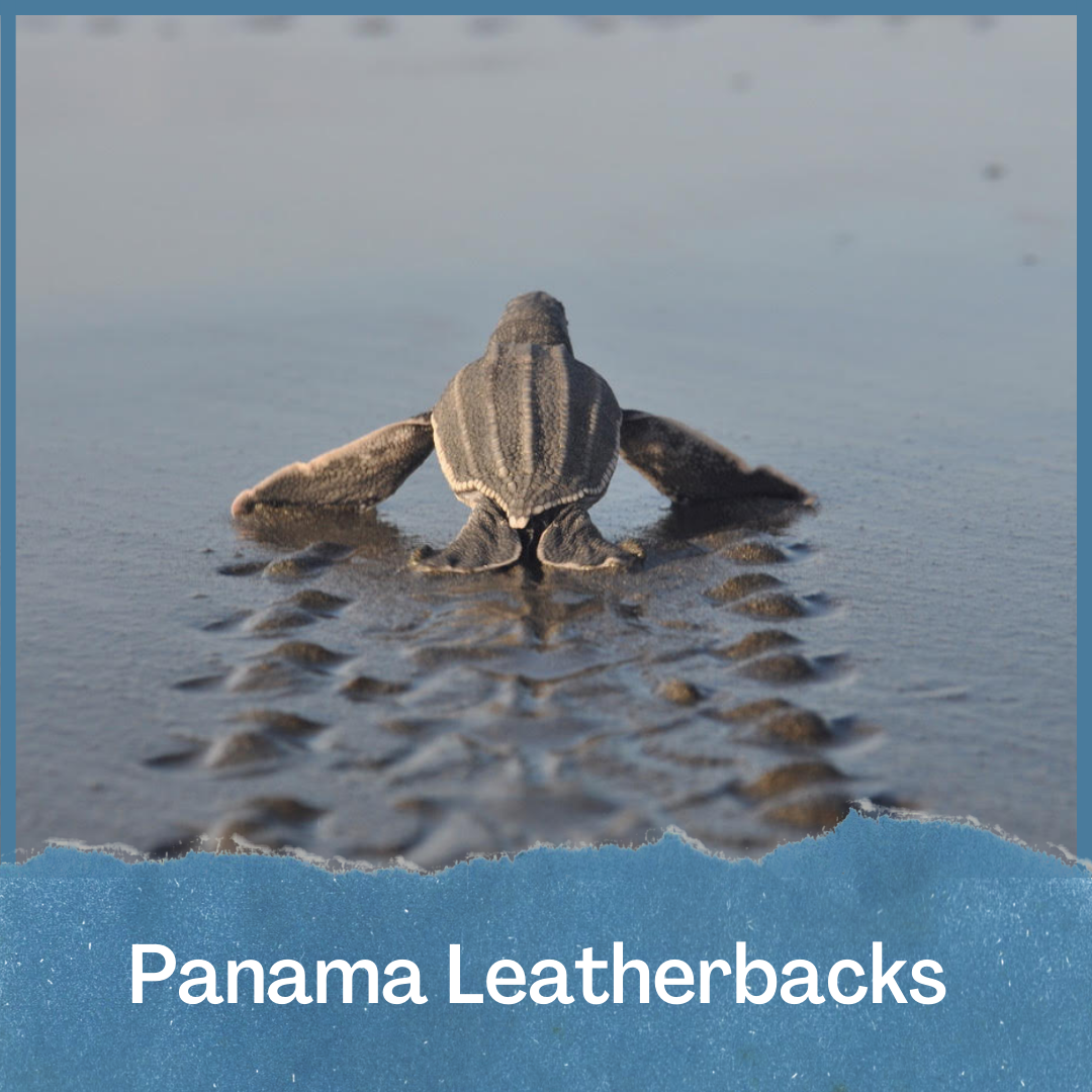 Panama Leatherbacks & Hawksbills