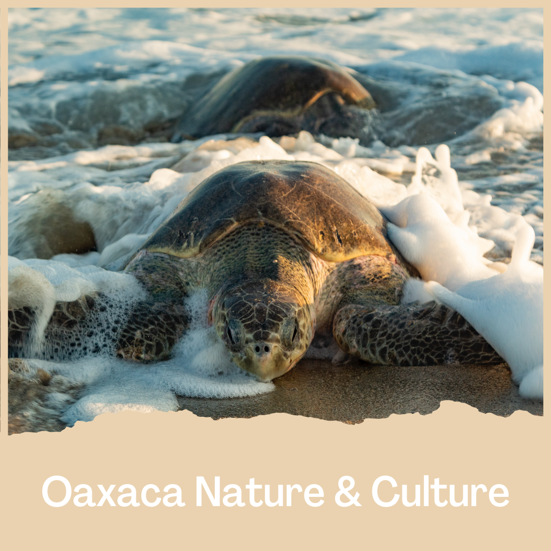 Oaxaca Nature & Culture Trip